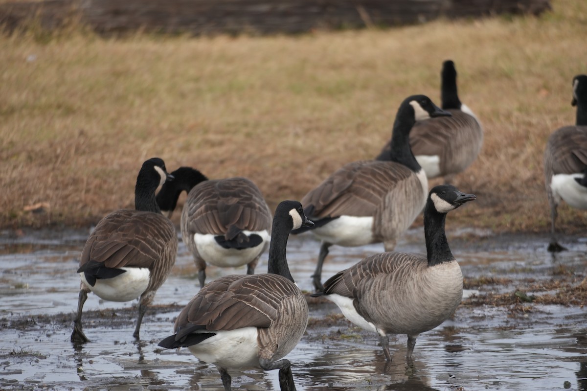 ברנטה קנדית - ML646481538