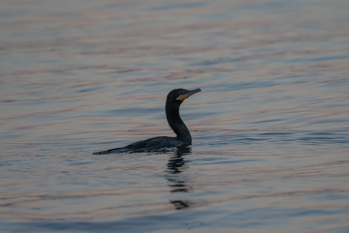 Neotropic Cormorant - ML646481539
