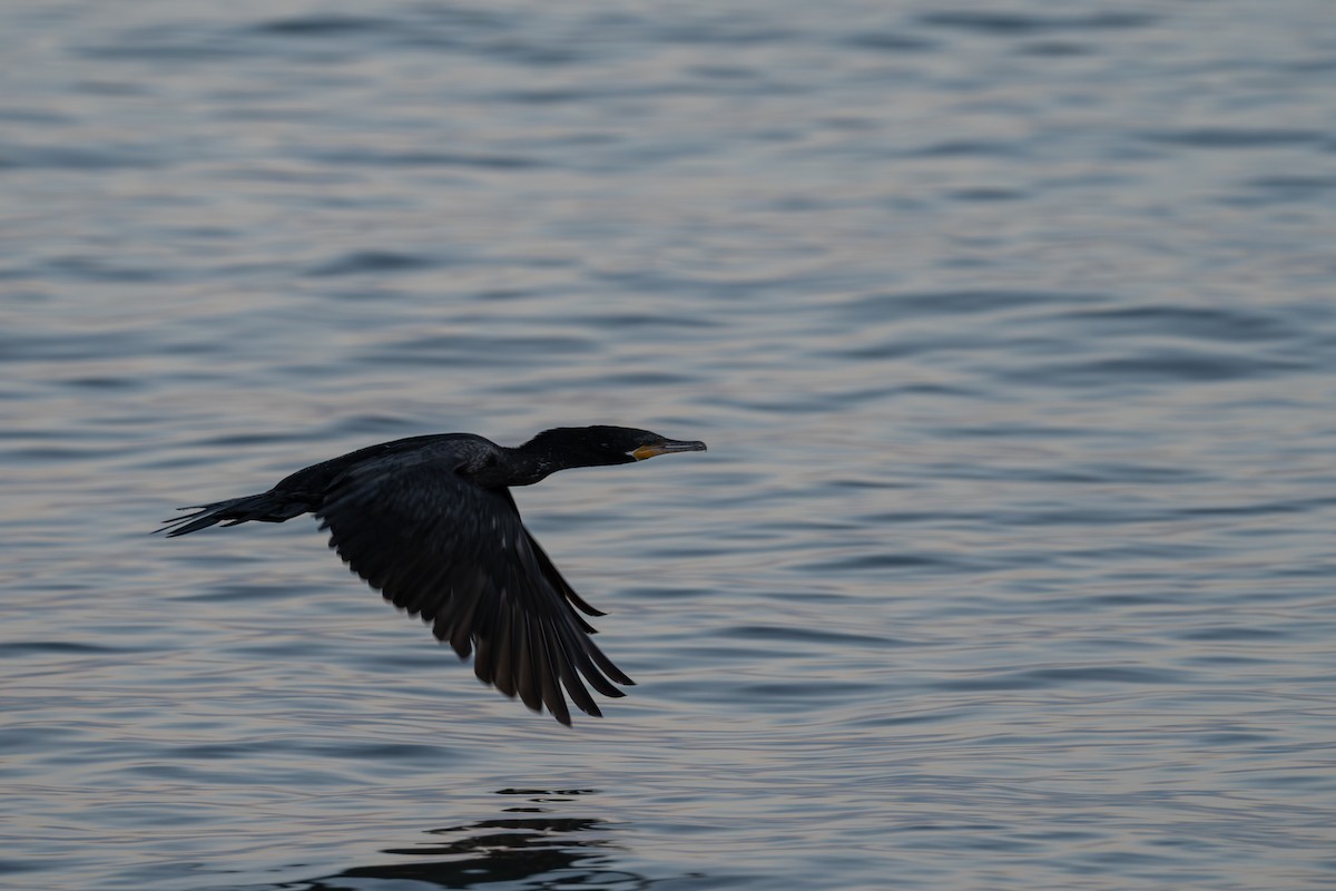 Neotropic Cormorant - ML646481540