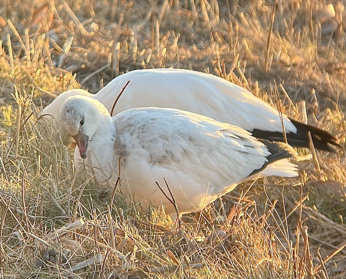 Ross's Goose - ML646481542