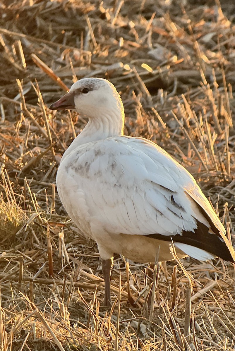 אווז קנדי - ML646481543
