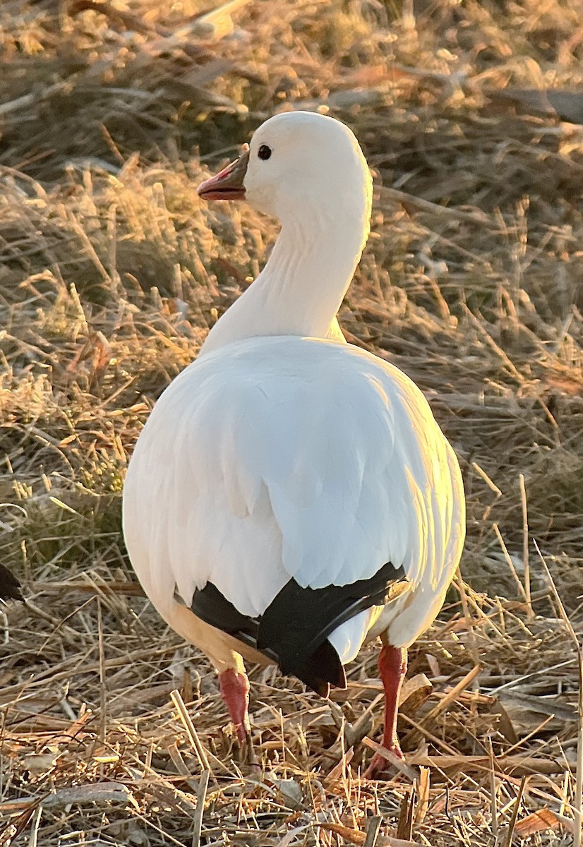 אווז קנדי - ML646481544