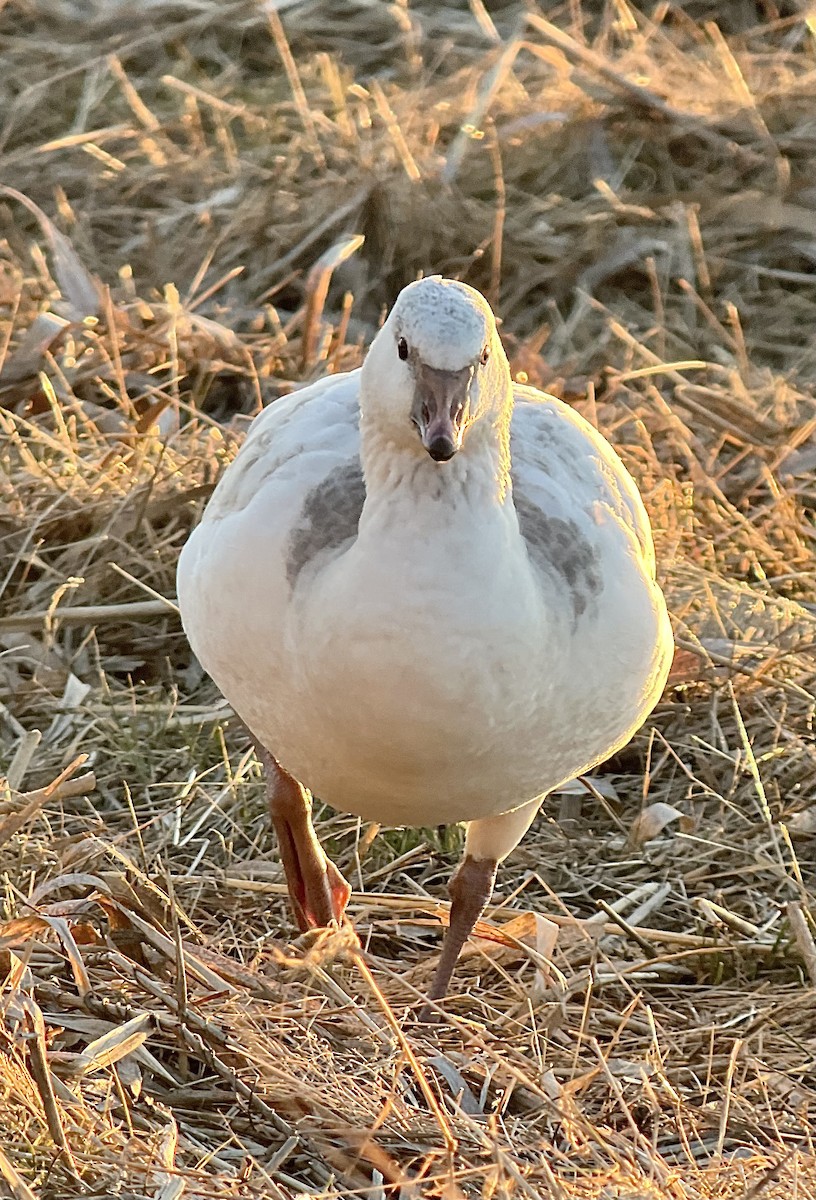 אווז קנדי - ML646481545