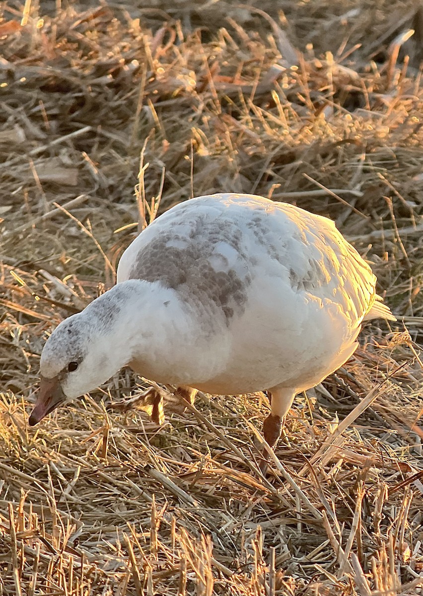 Ross's Goose - ML646481546