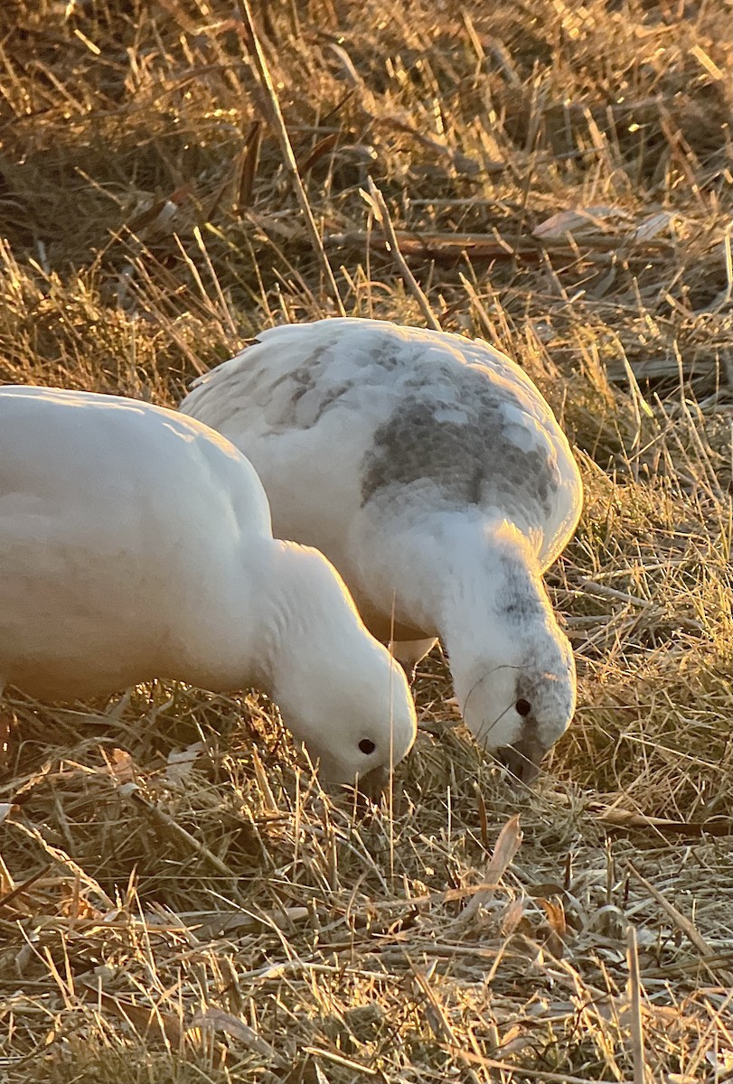 אווז קנדי - ML646481547