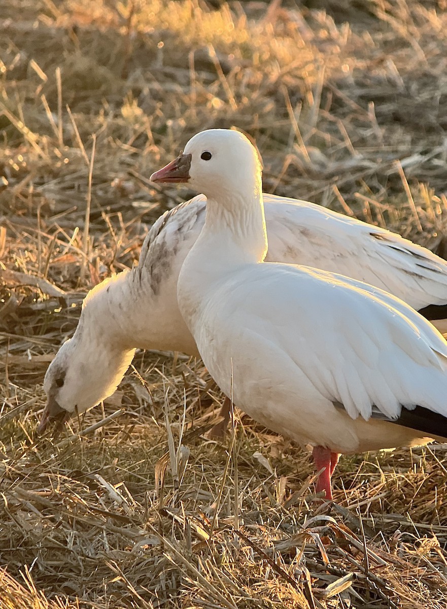 אווז קנדי - ML646481549