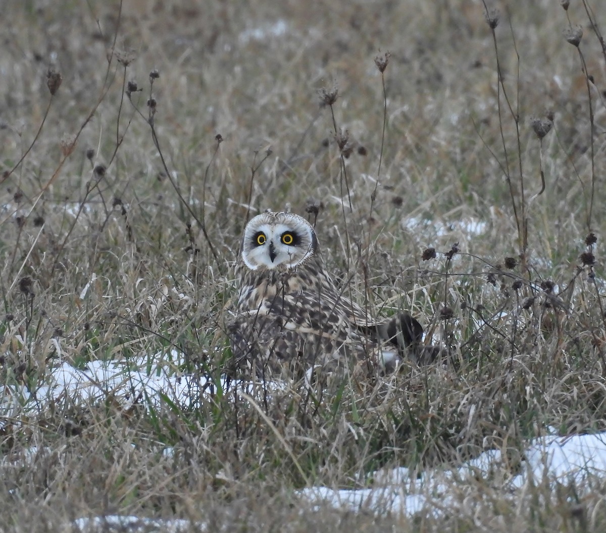 Short-eared Owl - ML646481551