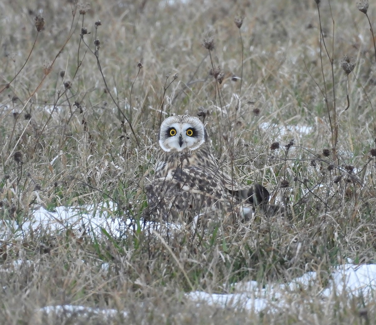 Short-eared Owl - ML646481552