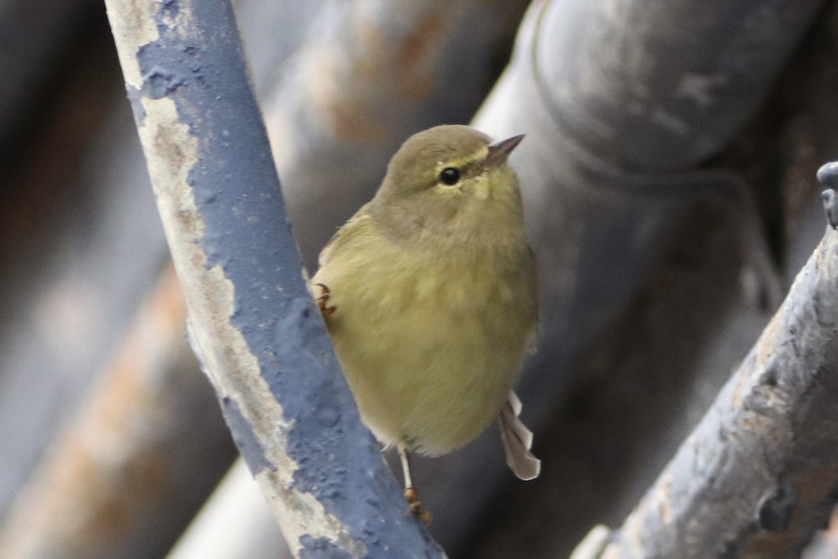 Turuncu Taçlı Ötleğen - ML646481553