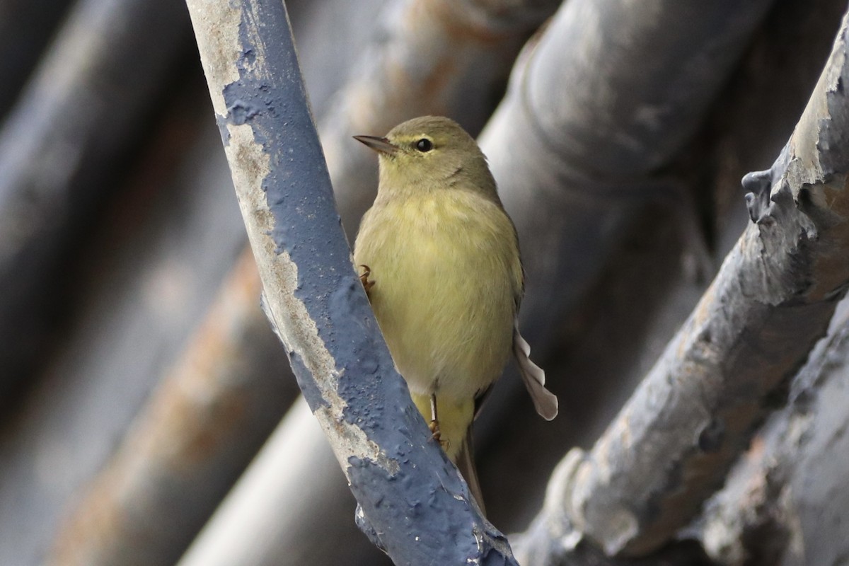 Turuncu Taçlı Ötleğen - ML646481554