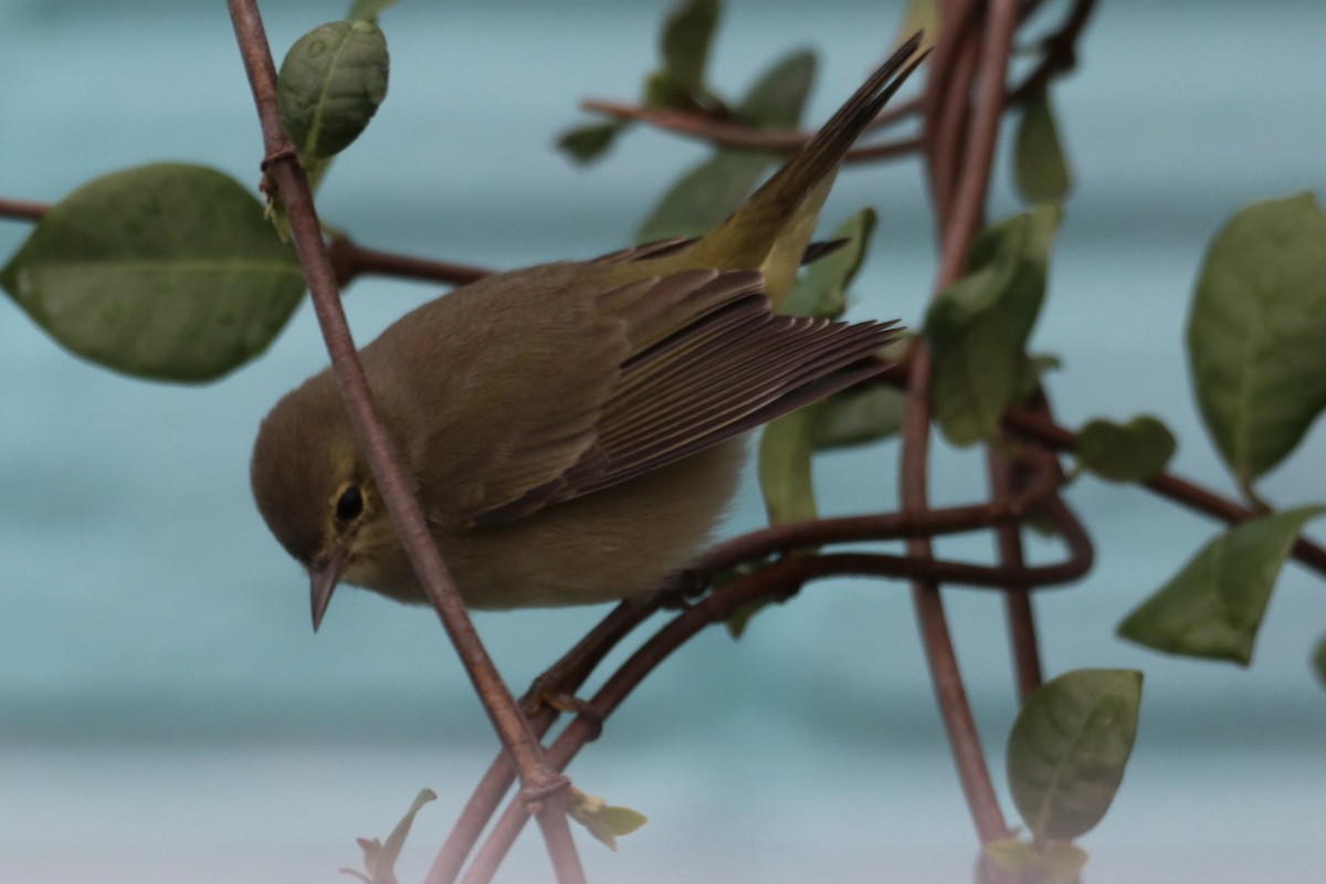 Turuncu Taçlı Ötleğen - ML646481555