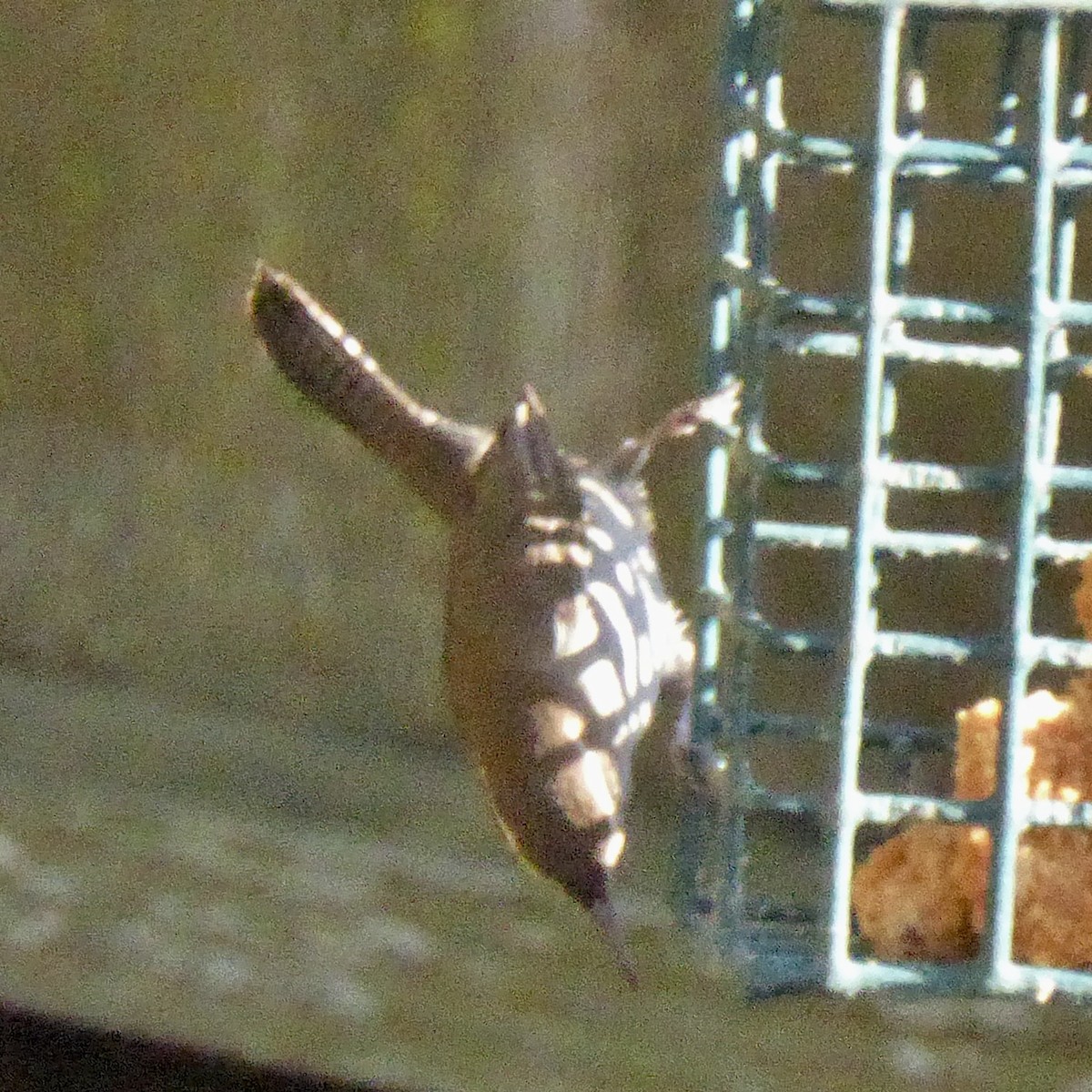 Bewick's Wren - ML646481556