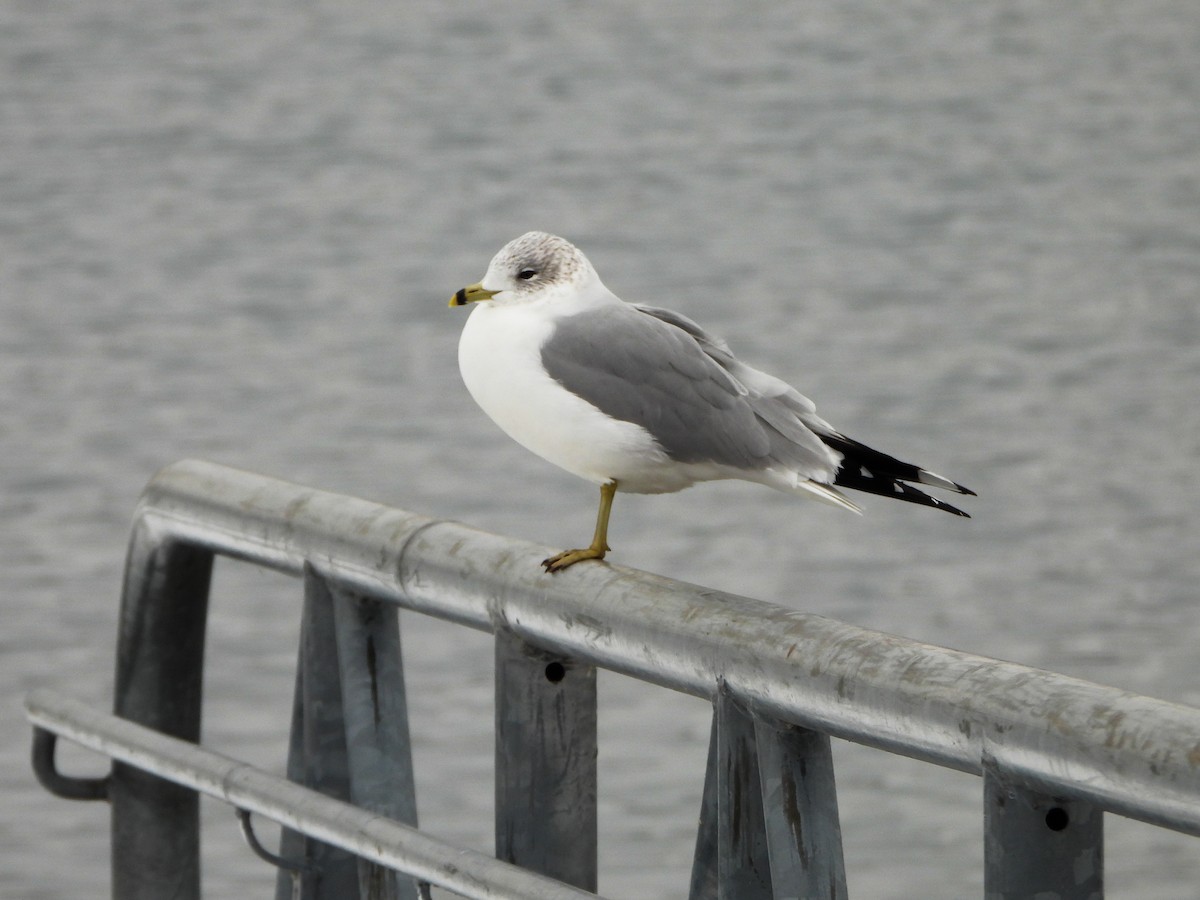 Ring-billed Gull - ML646481558