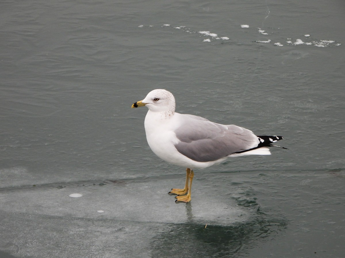 Ring-billed Gull - ML646481559