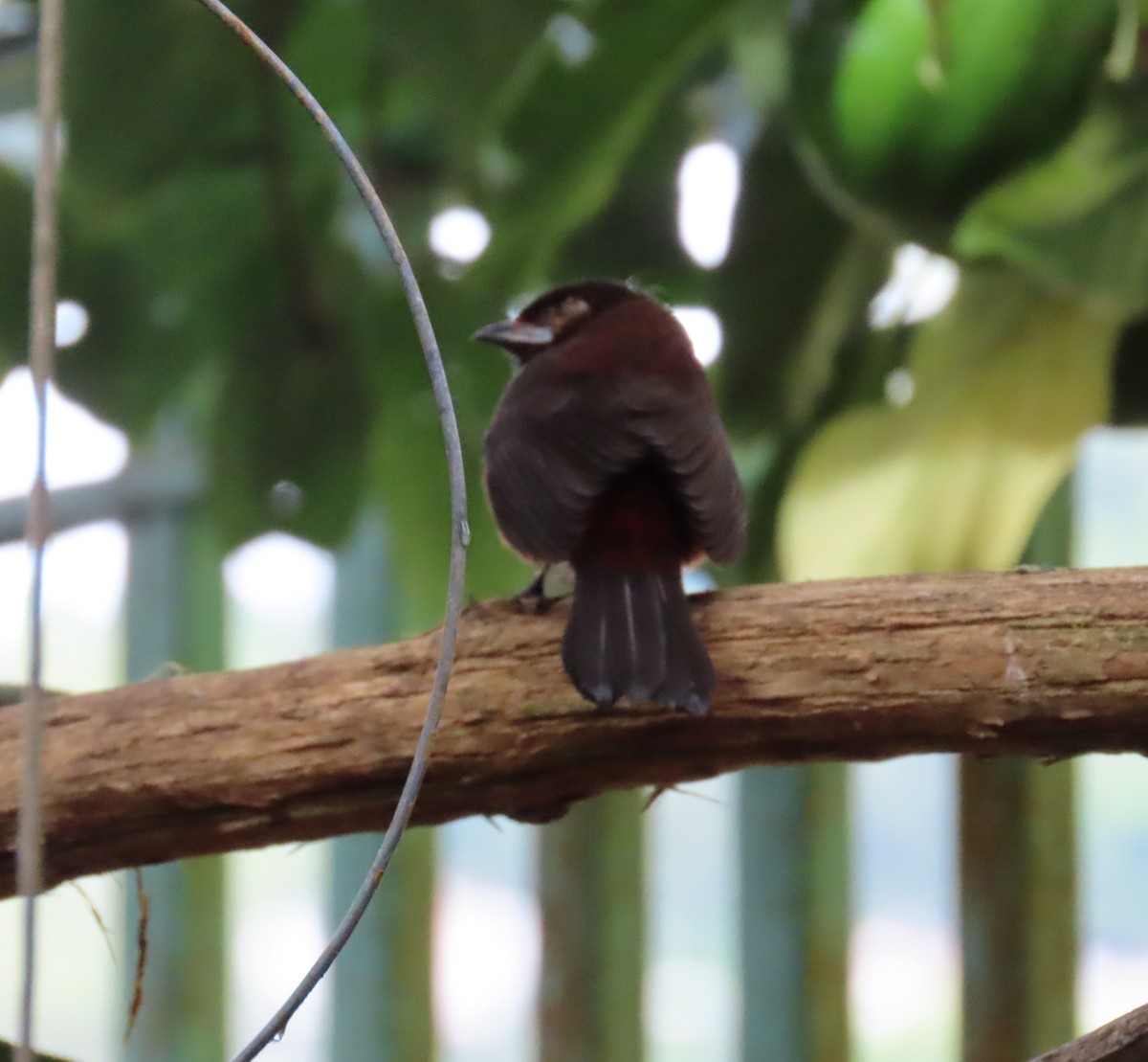 Silver-beaked Tanager - ML646481560