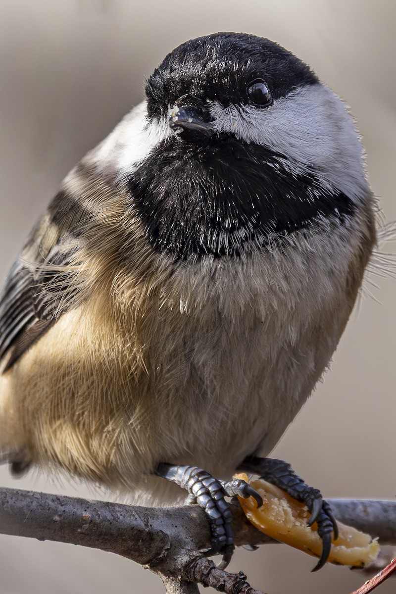 Black-capped Chickadee - ML646481563