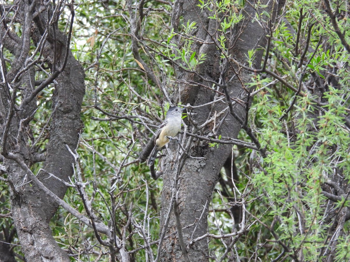 Variable Antshrike - ML646481564