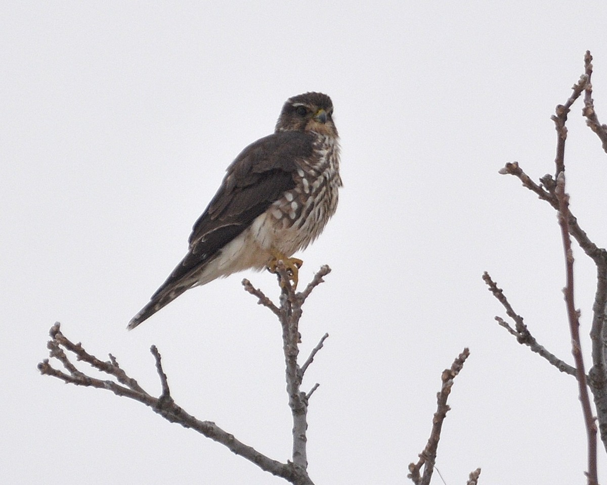 Merlin - ML646481565