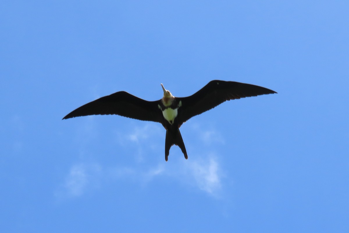 Christmaseko fragata - ML646481566