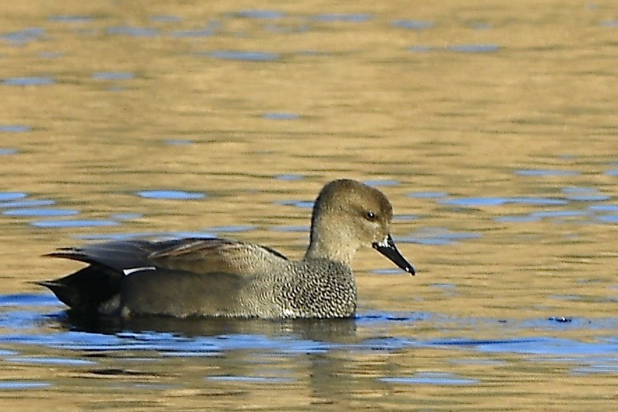 Gadwall - ML646481567