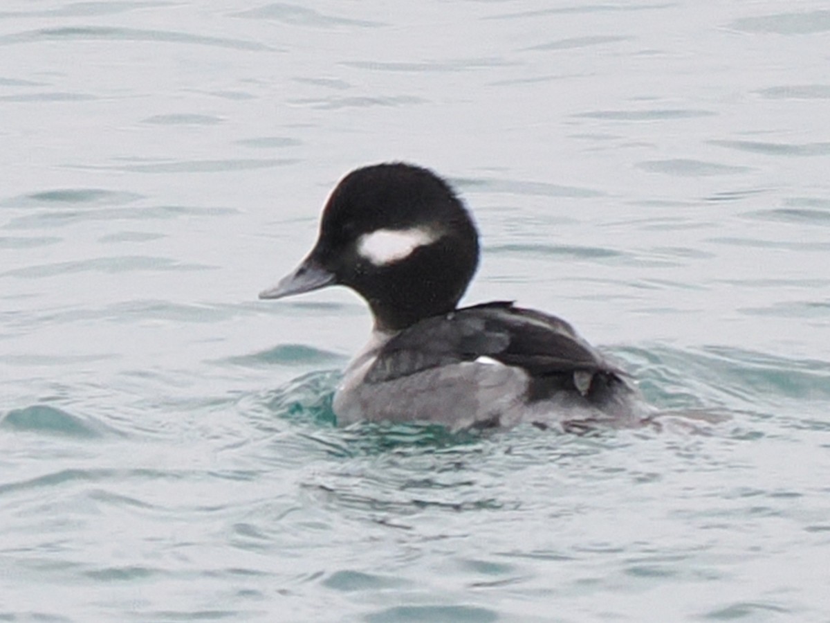Bufflehead - ML646481570