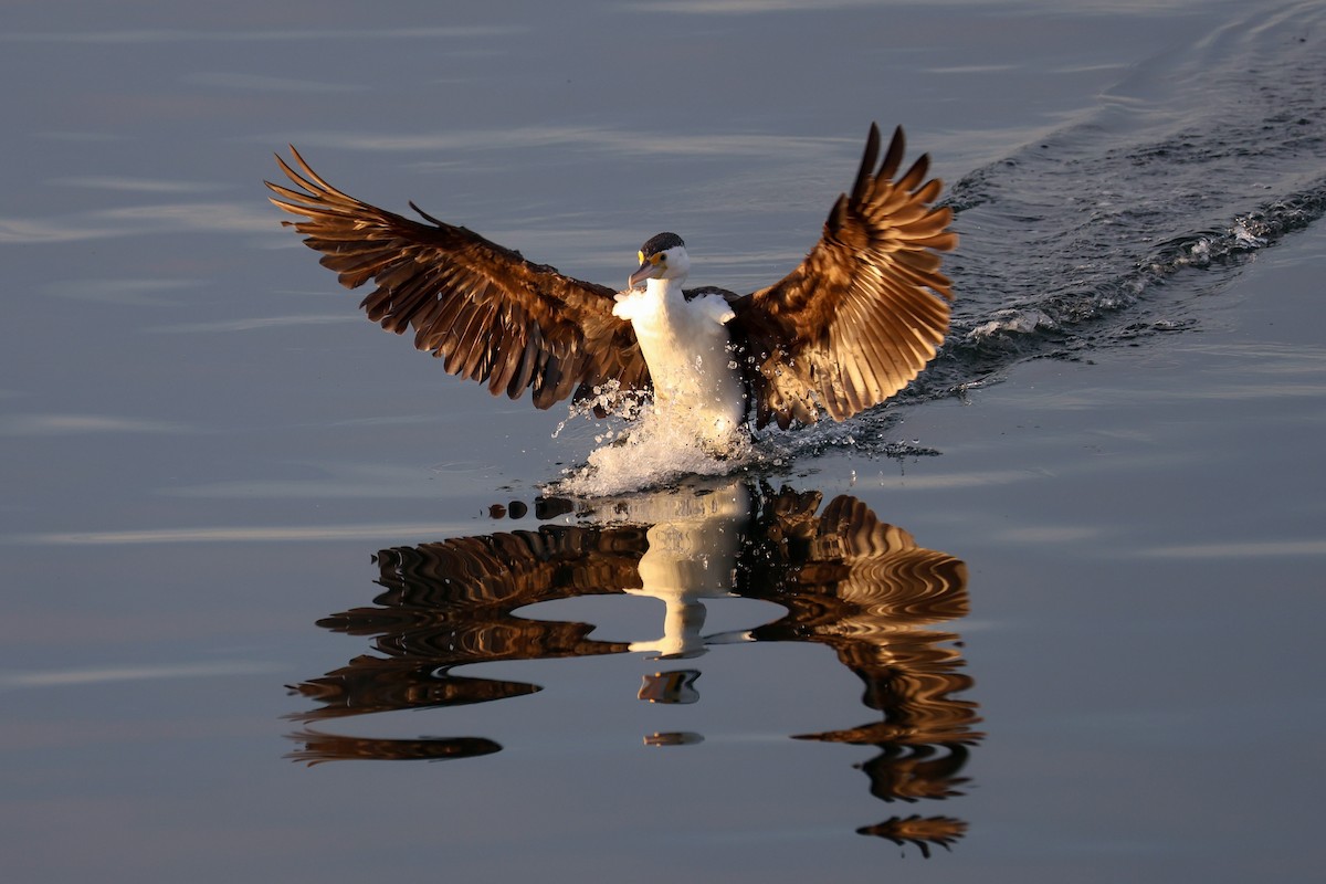 Pied Cormorant - ML646481573