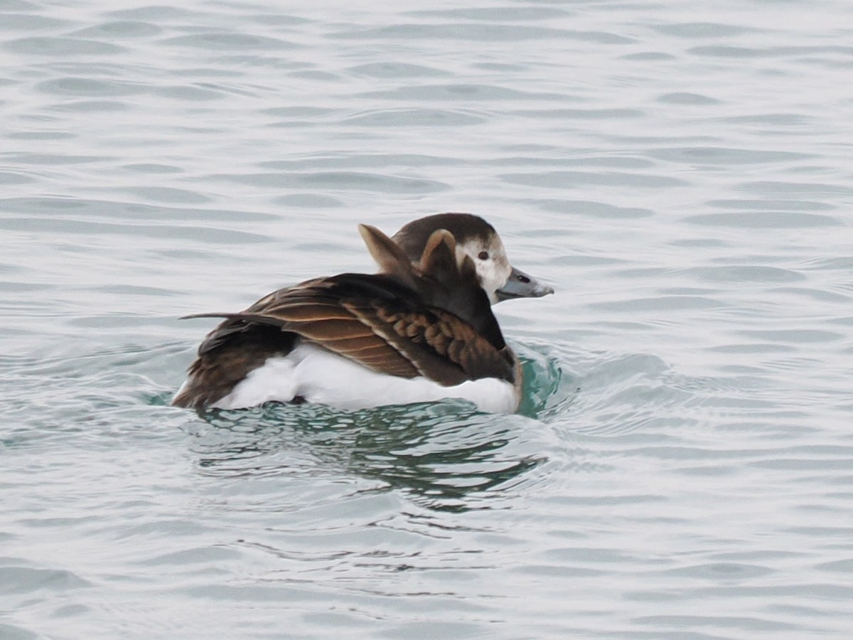 長尾鴨 - ML646481574