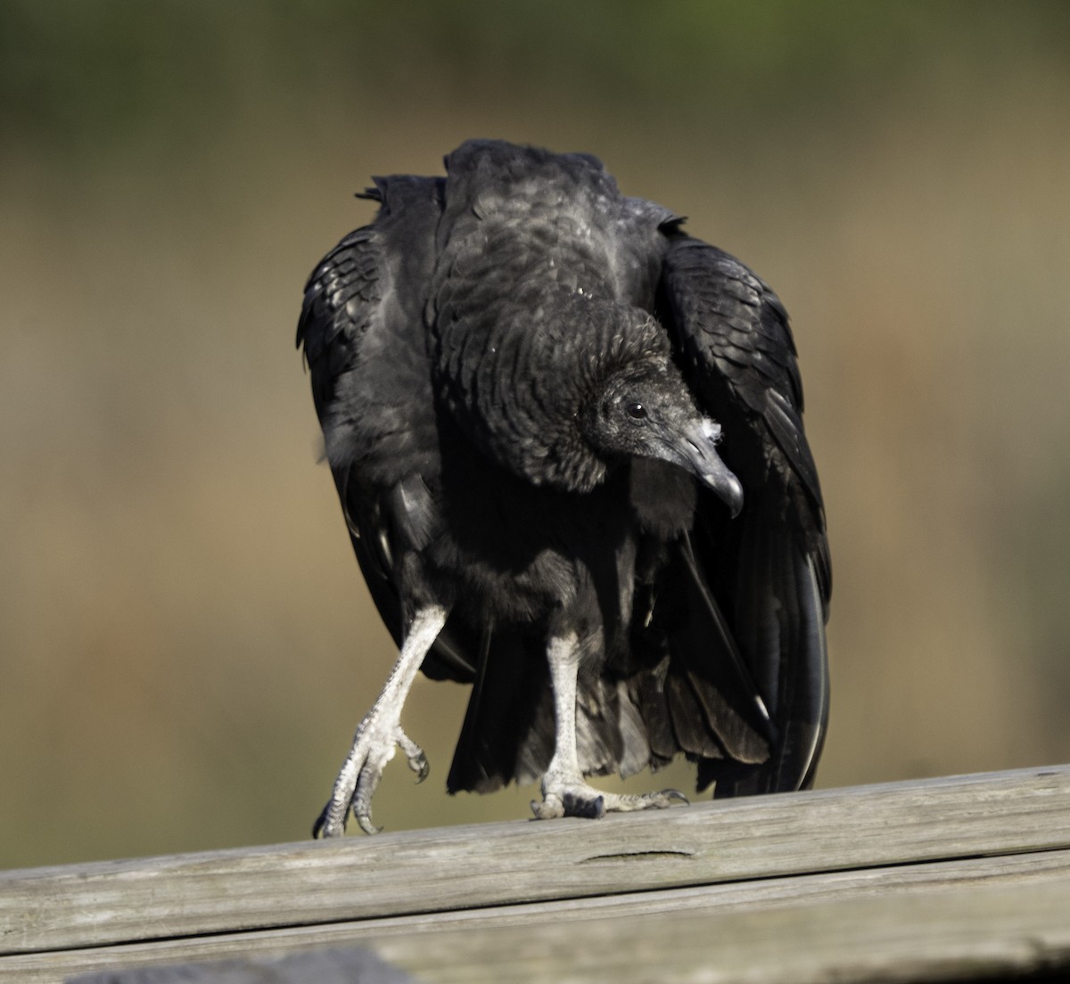 Black Vulture - ML646481575