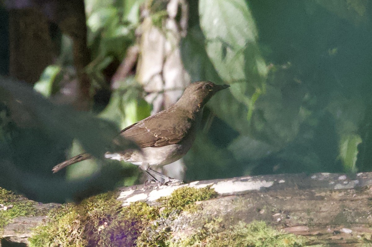 Kara Gagalı Ardıç (debilis) - ML646481580