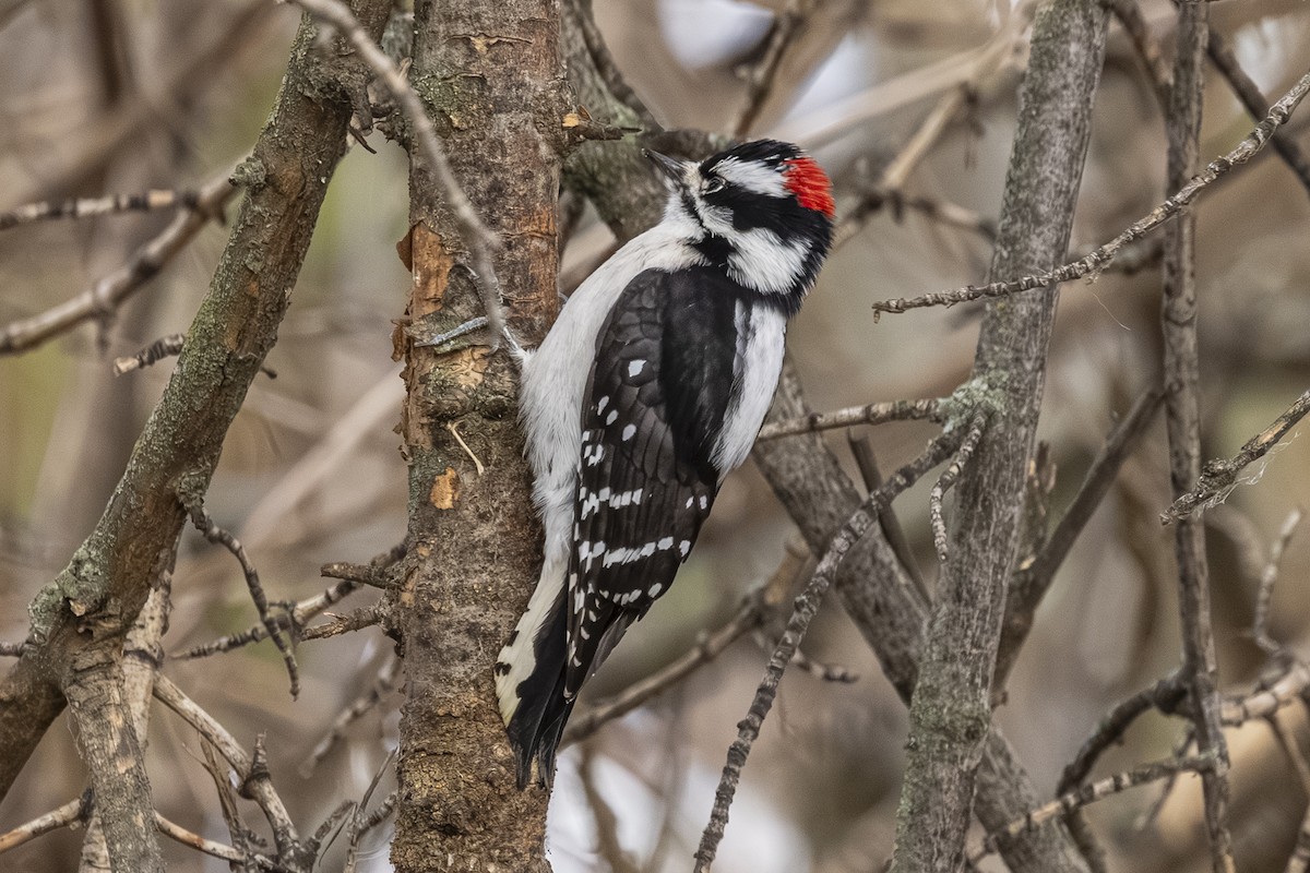 Downy Woodpecker - ML646481586