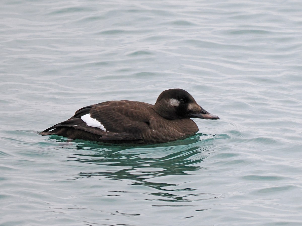 White-winged Scoter - ML646481587