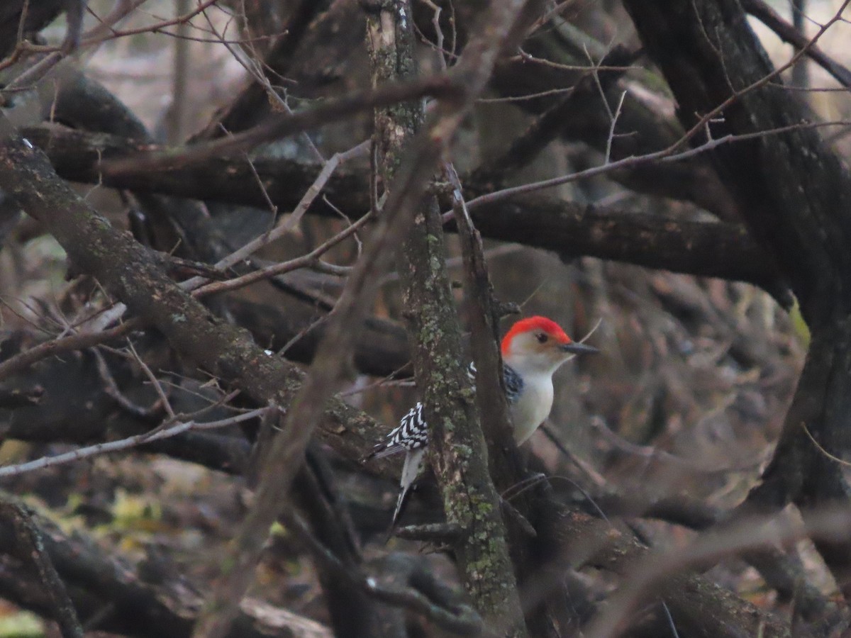 Red-bellied Woodpecker - ML646481588