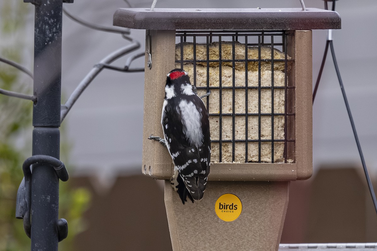 Downy Woodpecker - ML646481589