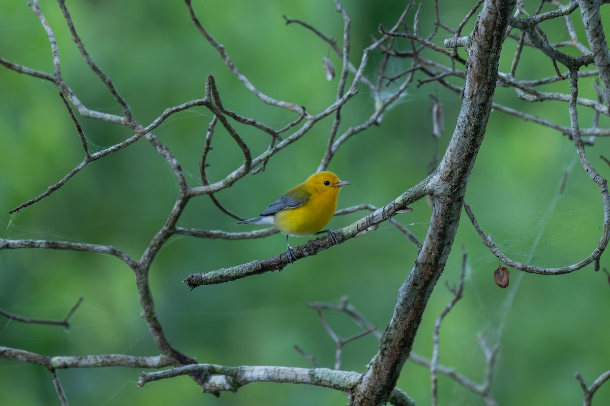 Prothonotary Warbler - ML646481590