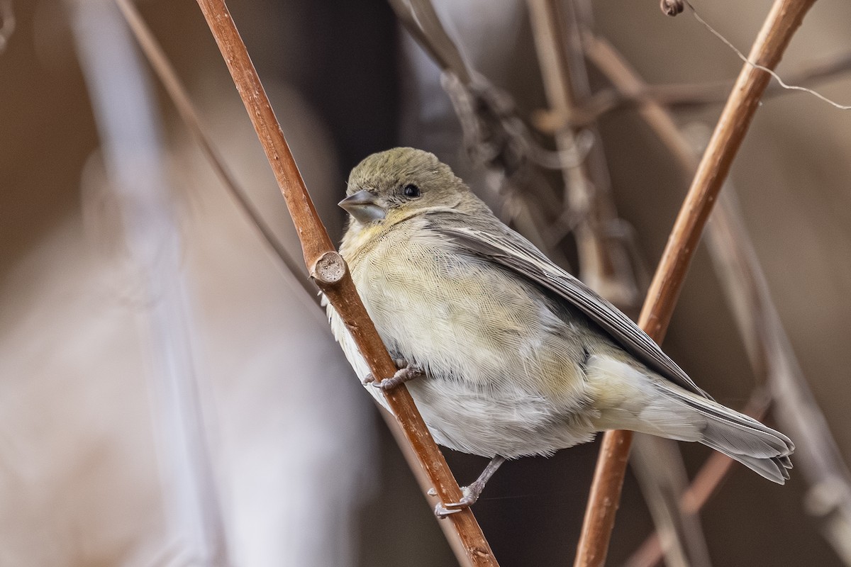 Lesser Goldfinch - ML646481594