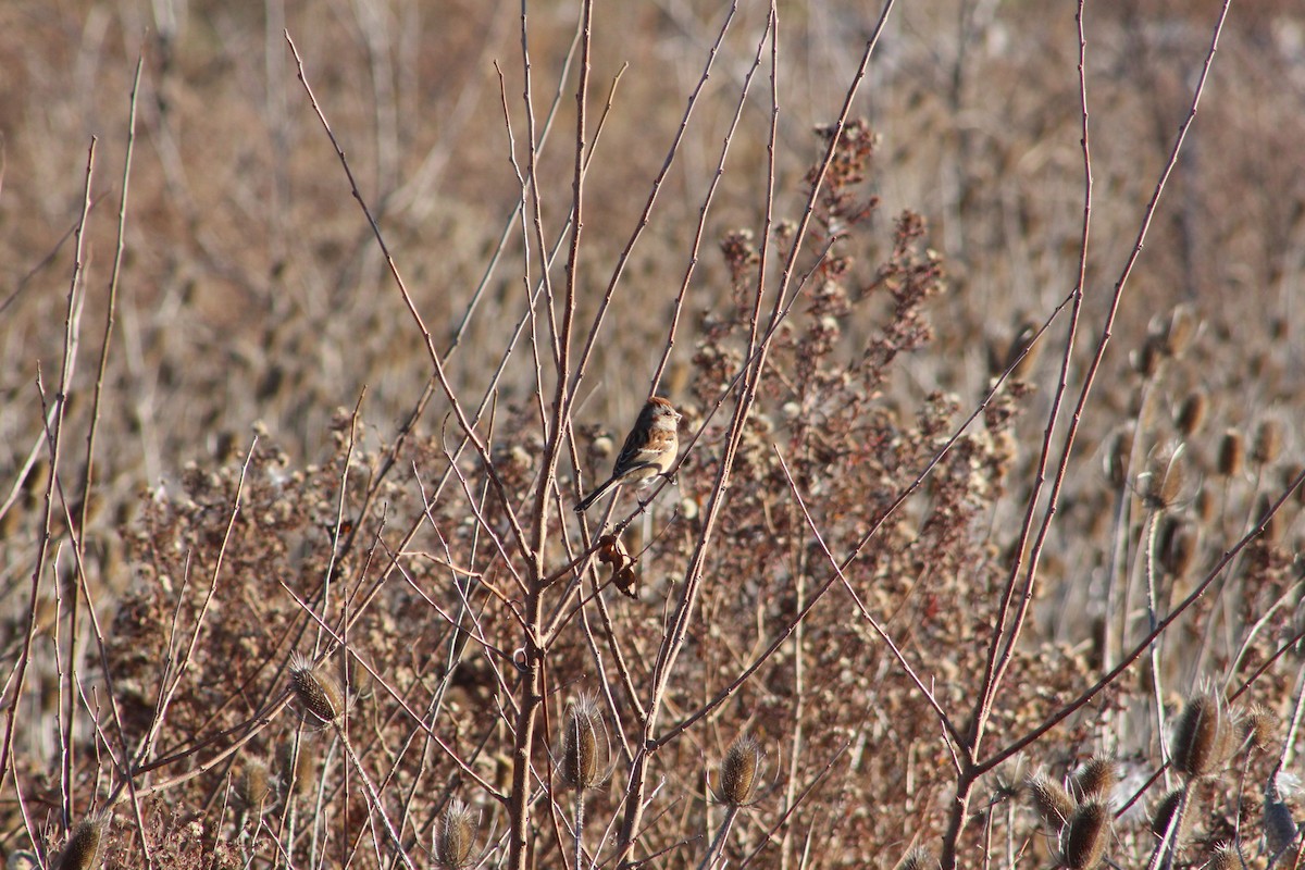 American Tree Sparrow - ML646481599