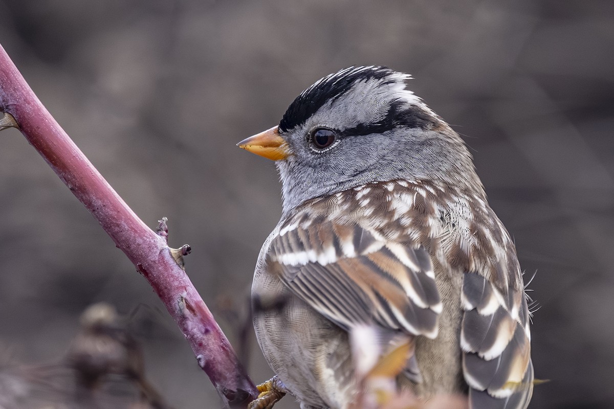 גיבתונית לבנת-כיפה - ML646481600