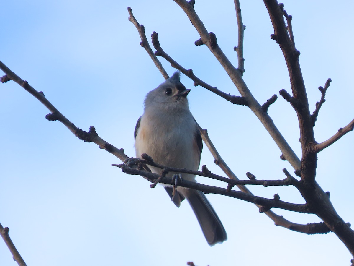 Tufted Titmouse - ML646481601