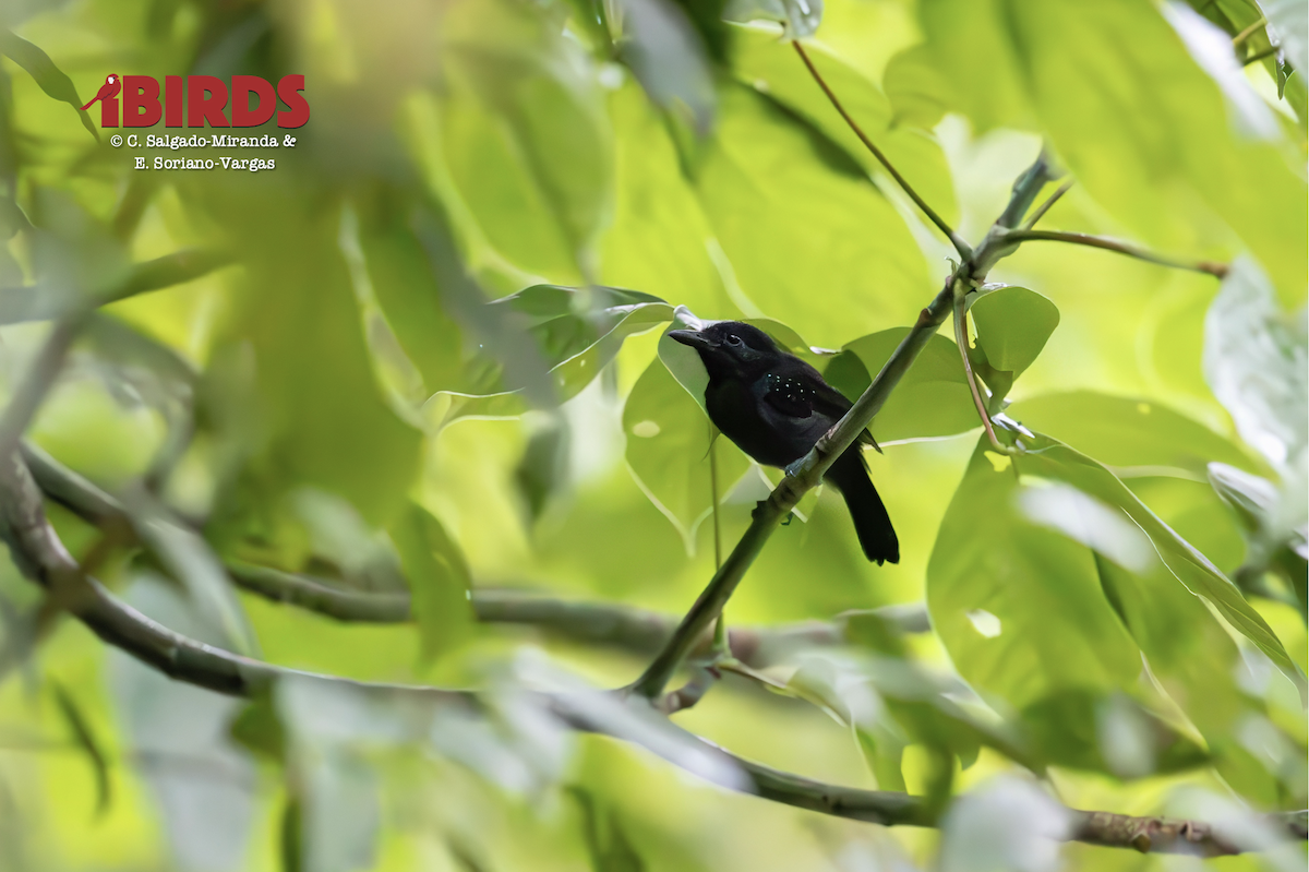 Black-hooded Antshrike - ML646481603