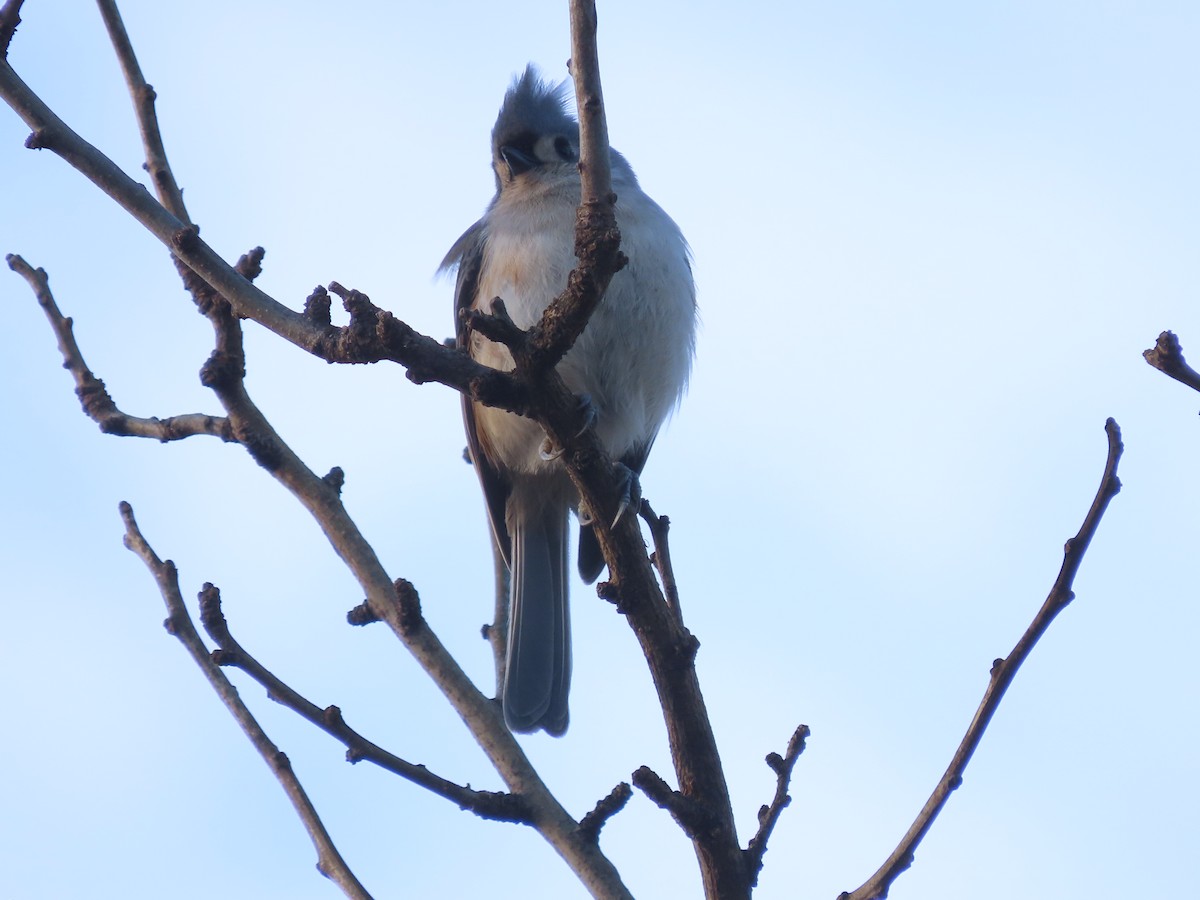 Tufted Titmouse - ML646481605