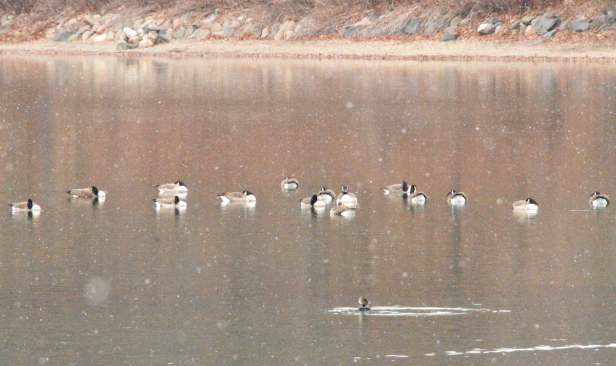 Canada Goose - ML646481608