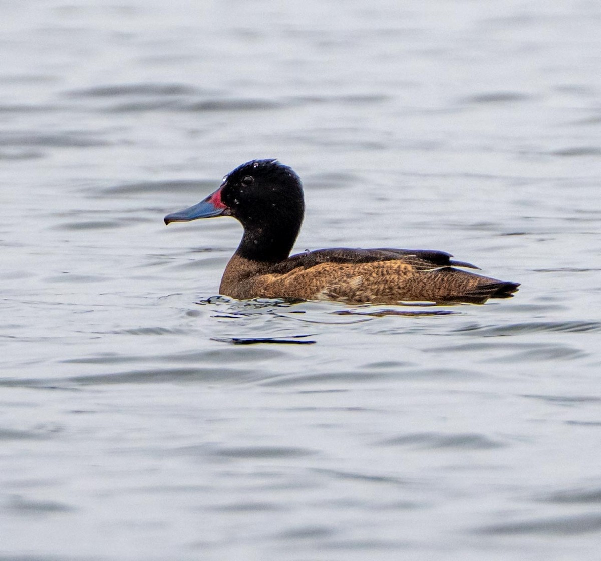 Черноголовая утка - ML646481611