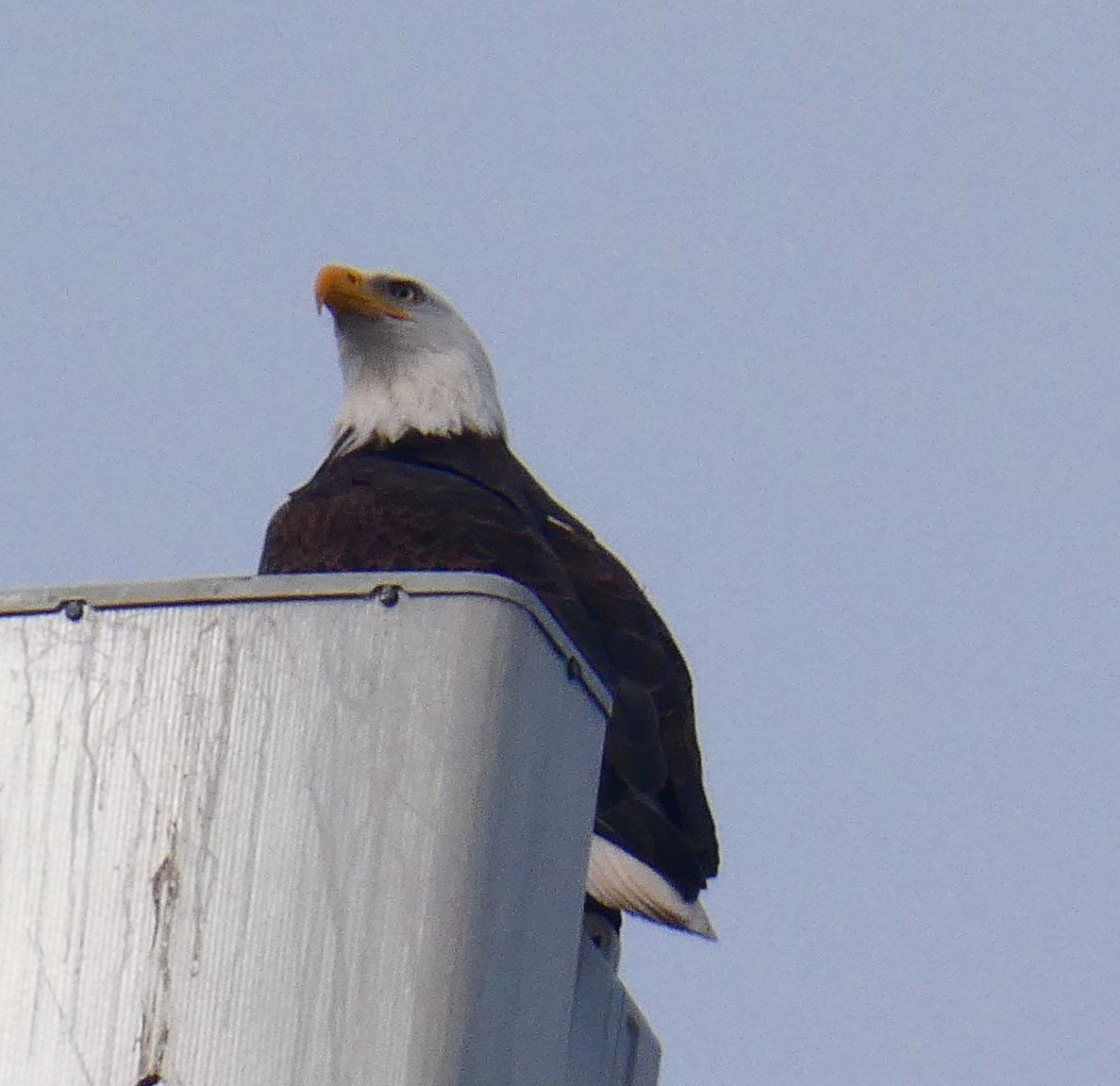 Bald Eagle - ML646481613