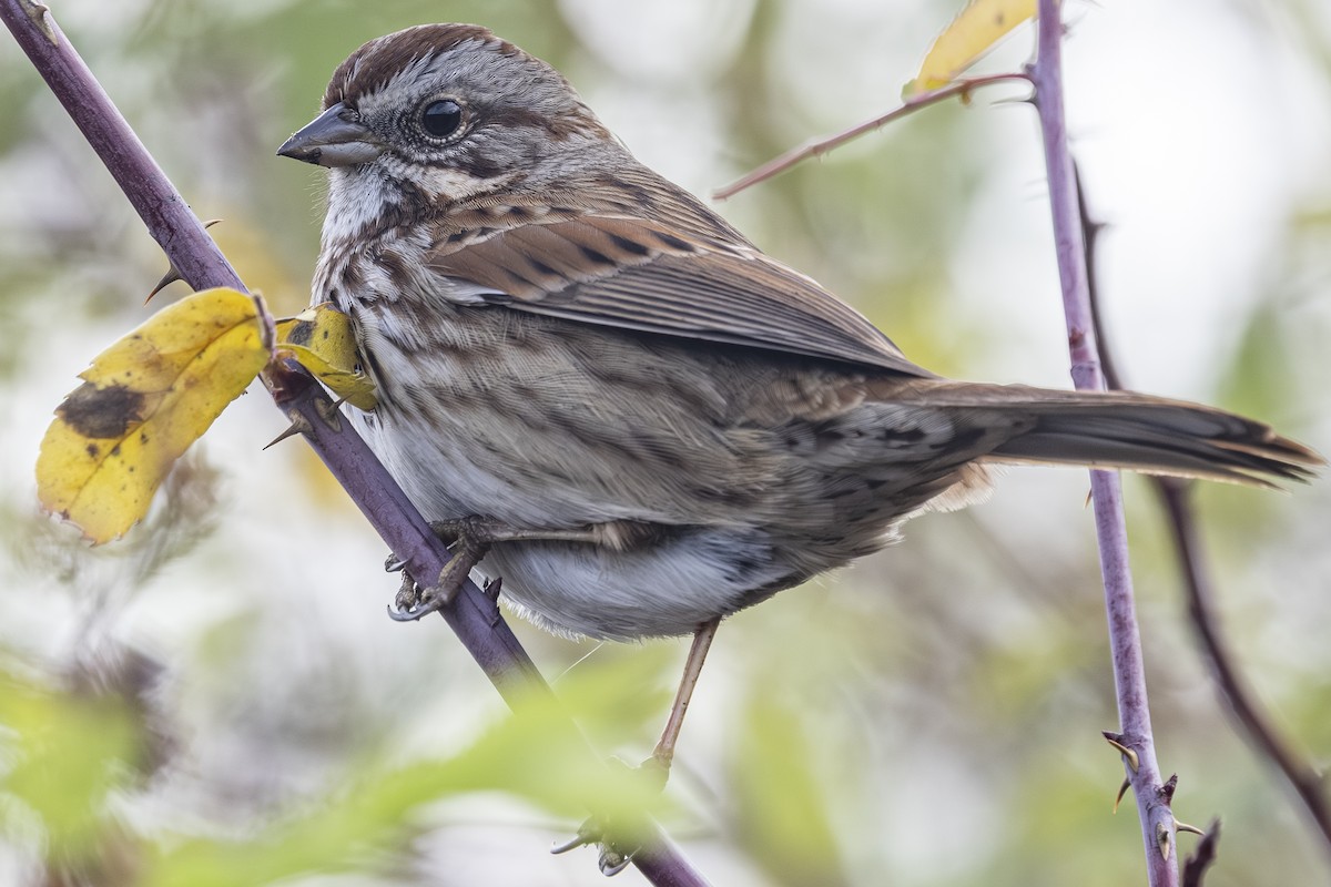גיבתונית רוננת - ML646481614