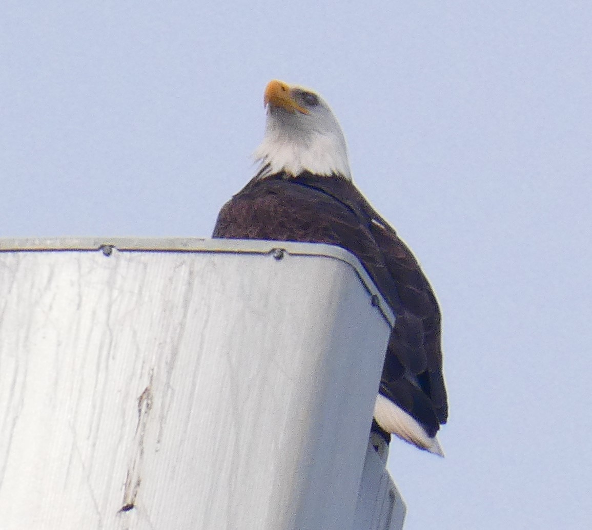Bald Eagle - ML646481615
