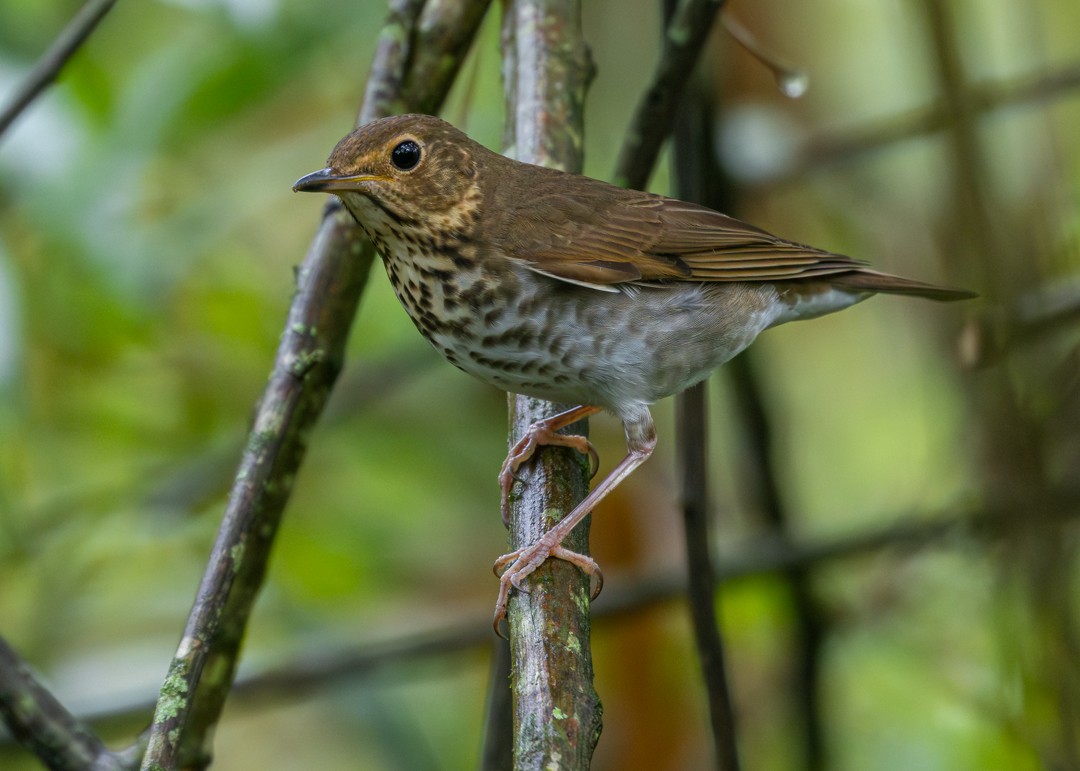 Grive à dos olive - ML646481616