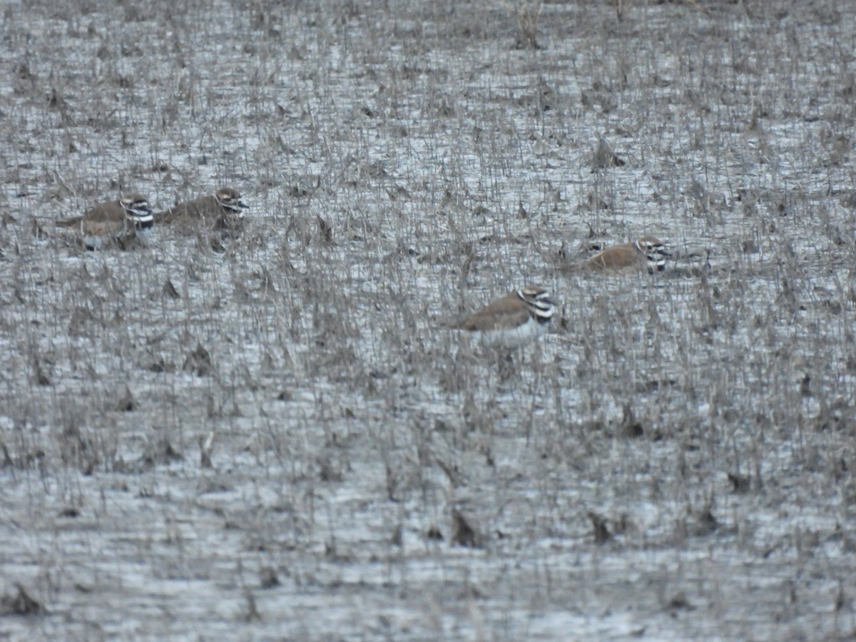 Killdeer - ML646481617