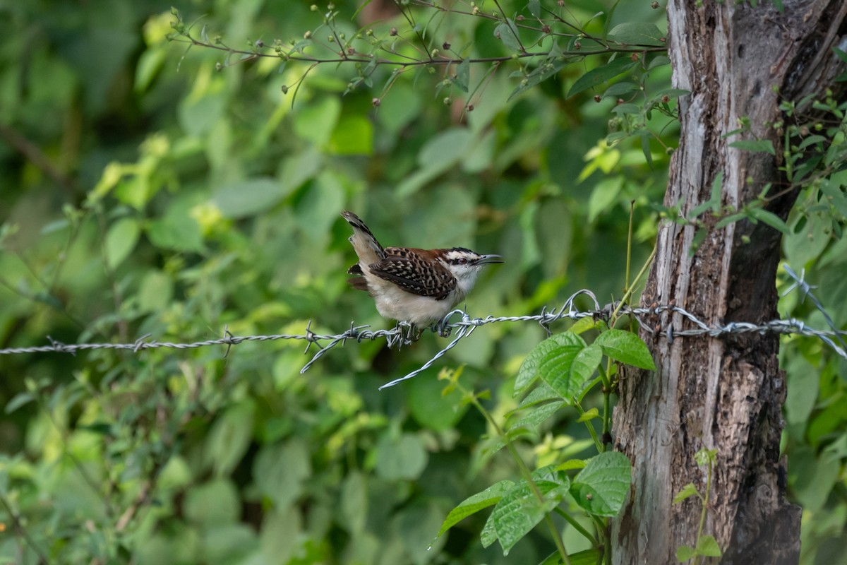 Rufous-backed Wren - ML646481618