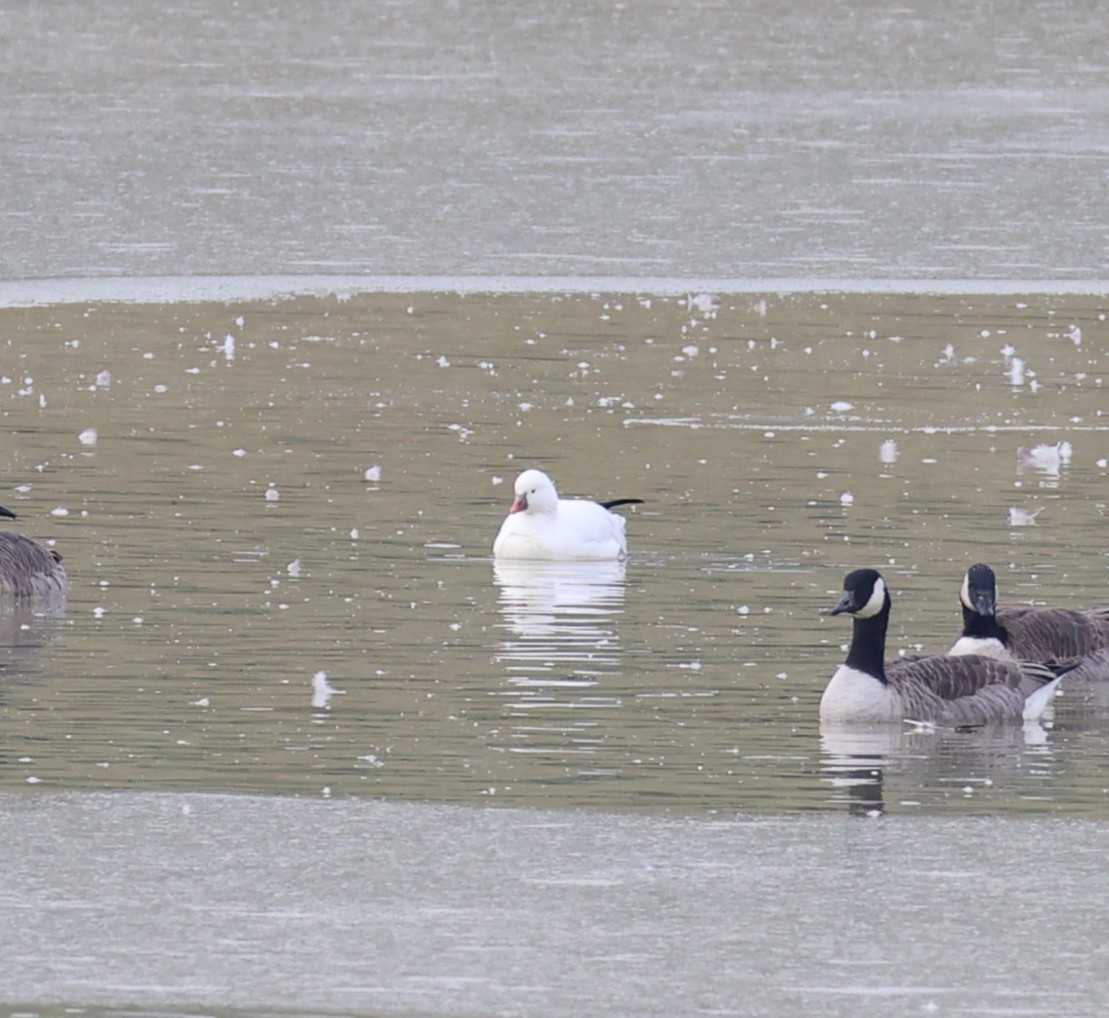 Ánsar de Ross - ML646481619