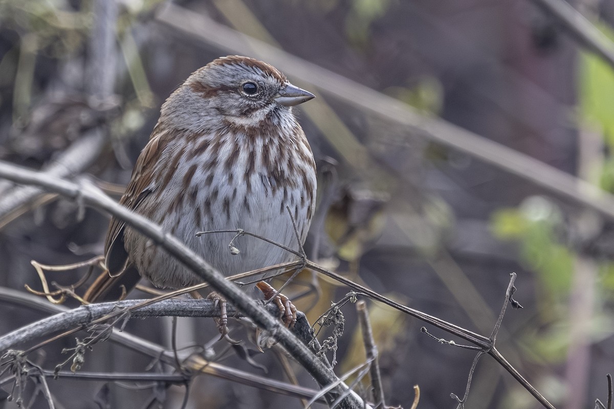 גיבתונית רוננת - ML646481620